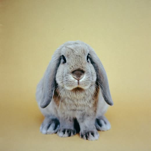A rabbit boarding in the small animal pens
